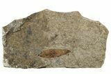 Fossil Winged Seed (Ailanthus) - Wyoming #245163-1